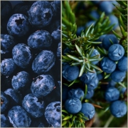 Bio Wald Wild-Heidelbeeren, Premium Qualität,10kg Tiefgekühlt