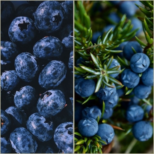 Bio Wald Wild-Heidelbeeren, Premium Qualität,10kg Tiefgekühlt