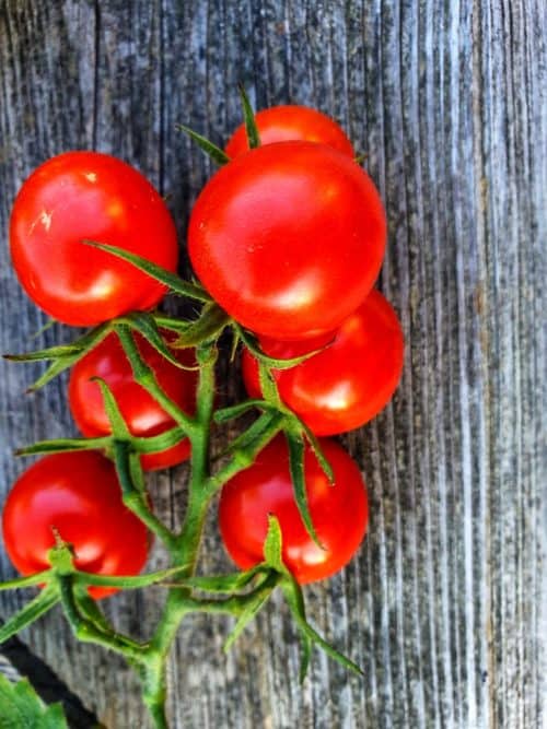 tomatenketchup, Franz Koch