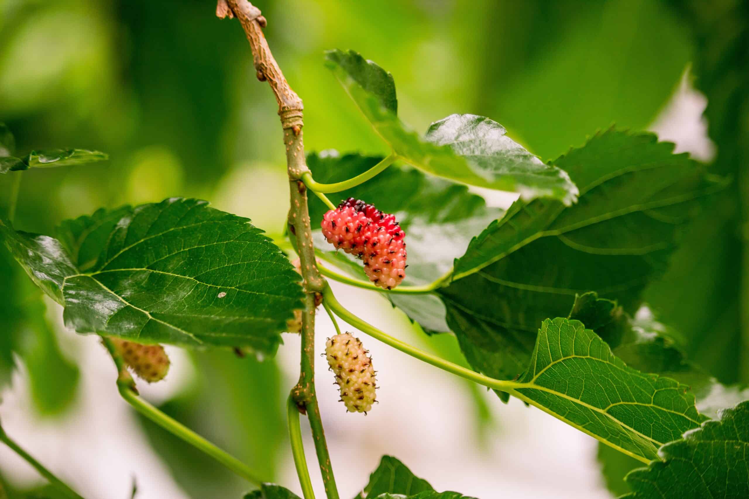 Die vielfältigen gesundheitlichen Vorteile von OPC in Maulbeeren
