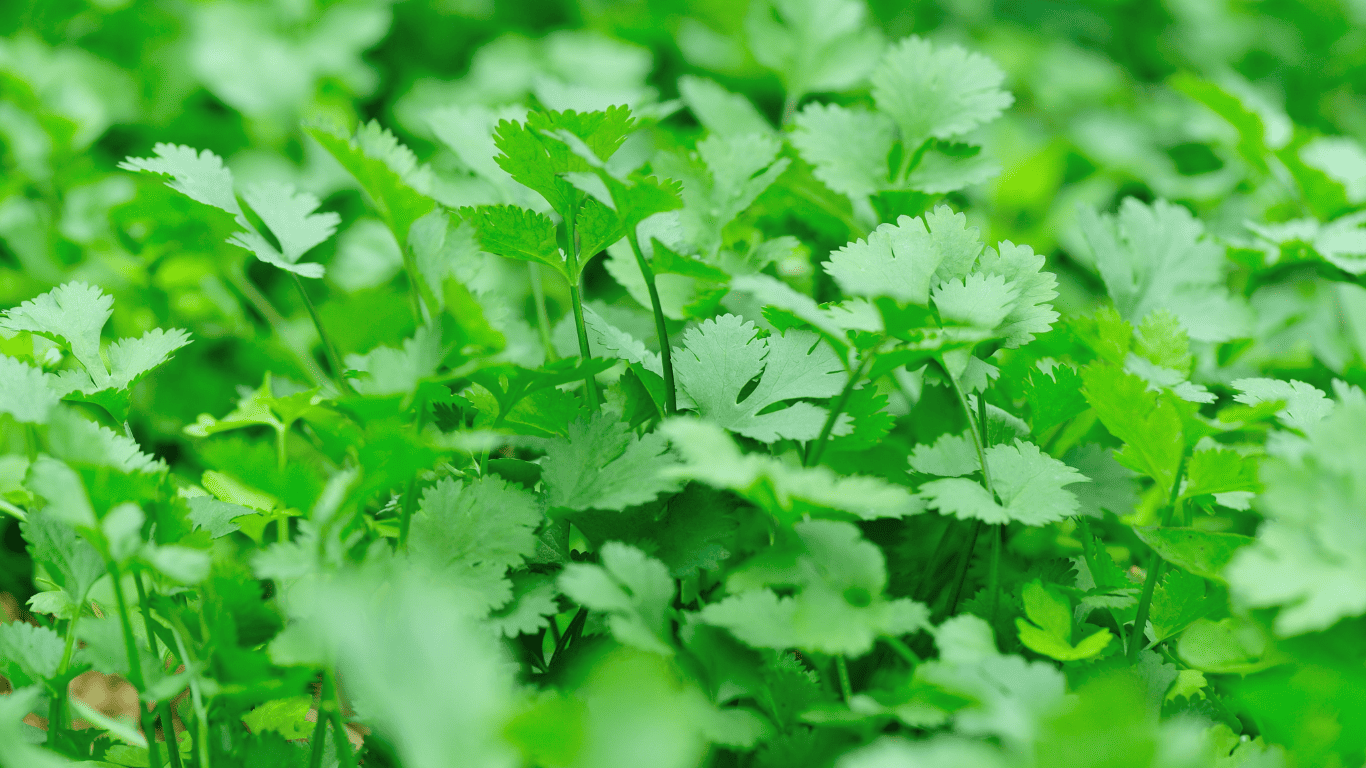 Antioxidative Vorteile von Koriandertinktur für die Hautgesundheit