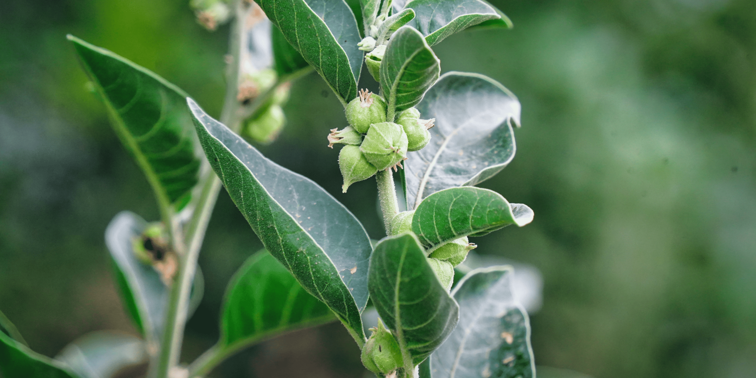 Ashwagandha und die Nierengesundheit Eine ganzheitliche Unterstützung für deine Ausscheidungsorgane